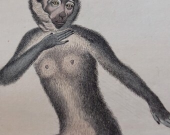 1833 Mangabey, Antike Original Radierung | Handkoloriert | signiert | Wachsbusch | Ausgefallene Tierwandkunst
