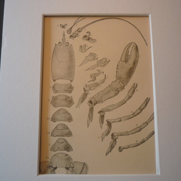 Anatomy of a Lobster Skeleton - 1888 etching - detailed print - matted - ready to frame sea world - for sea lover, beach comber