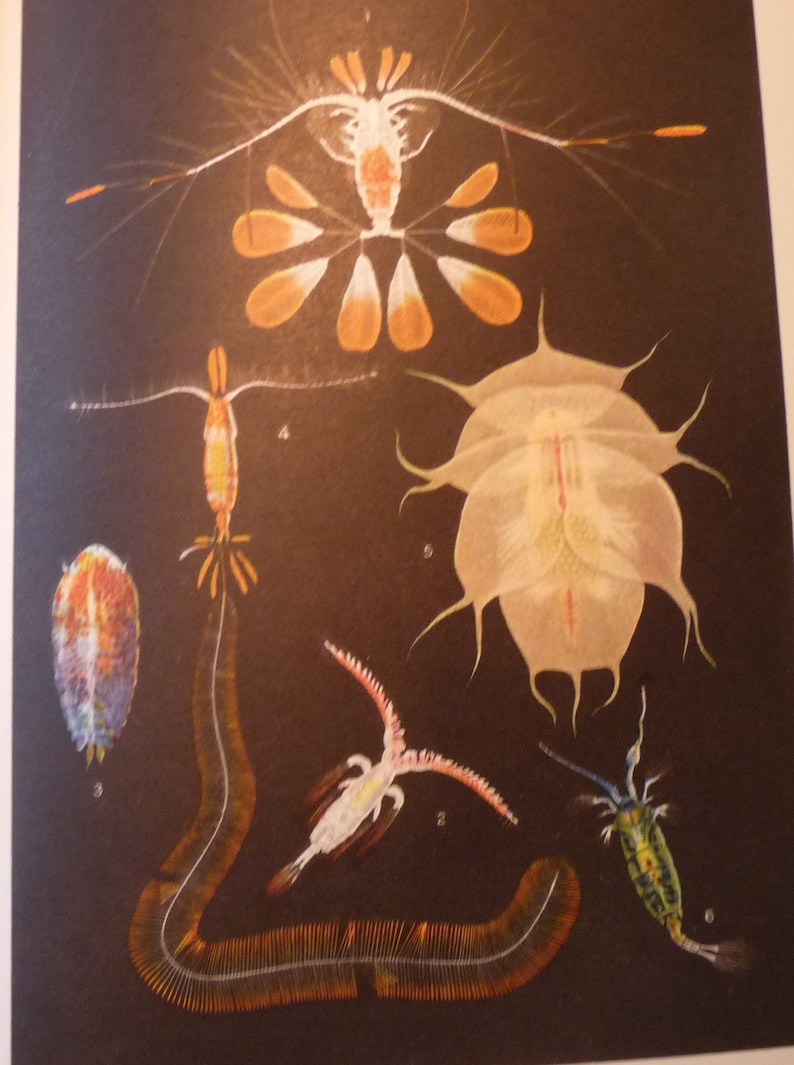 print or matted 8 by 10 in frame marine life scientist Crustaceans ocean nautical Shell Fish color lithograph original 1934