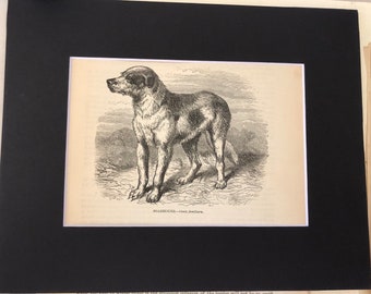 Könnte beinhalten: Eine antike Schwarz-Weiß-Illustration eines Hundes, wahrscheinlich eines Bloodhounds, der auf einer grasbewachsenen Fläche steht. Der Hund hat ein kurzes Fell mit braunen und weißen Flecken. Der Text "BOLEHOUND - Canis familiaris" steht darunter.