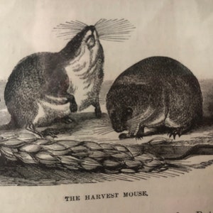 1897 Harvest Mouse etching | Framed Antique Original print | Ready to Display | Great detail | Small Mammal | Rodentia