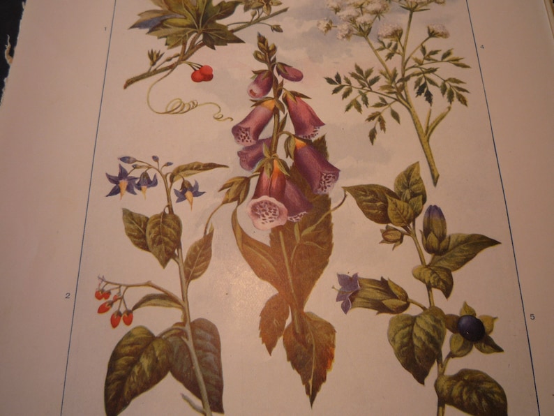 Puede incluir: Una ilustraci&oacute;n bot&aacute;nica vintage que presenta cinco plantas diferentes. Las plantas se representan con detalle, con sus hojas, flores y tallos mostrados en colores realistas. La ilustraci&oacute;n est&aacute; impresa en papel de color crema.