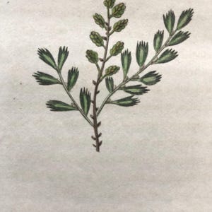 1825 Flower Etching Dutch Myrtle Antique Botanical Hand colored | Myrica Gale | Beautiful garden framable wall art
