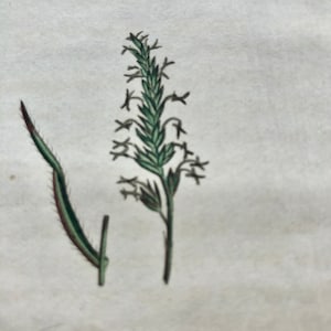 1825 Flower Etching Sweet Vernal Grass Antique Botanical Hand colored English plant  Beautiful garden framable wall art