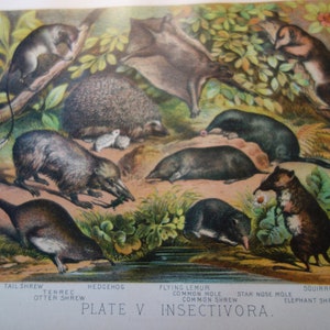 Hedgehog and Friends 1897 antique color print original Animal print great detail beautiful hand colored Insectivora Shrew Mole Lemur outside
