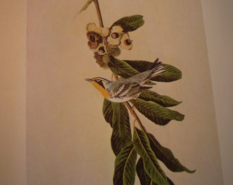 【リトグラフ】オーデュボン「アメリカの鳥類」NO.38 PL.187 単葉 初版 リトグラフ】オーデュボン「アメリカの鳥類」NO.38 PL.187 単葉 初版