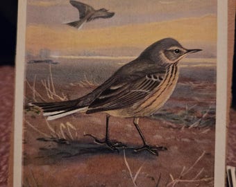 1930 Pippit. Framed Vintage Bird print | Ready to display