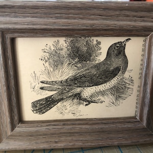 May include: A black and white illustration of a bird perched on a branch. The bird has a long tail and a pointed beak. The illustration is framed in a rustic wooden frame.