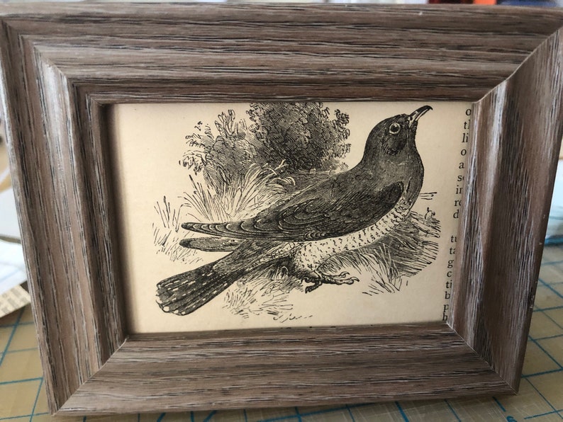 Cuckoo Mini Framed 1888 Antique Original print 4.5 by 3.5 inches Ready to display Beautiful Detailed Bird print Ready to display image 1