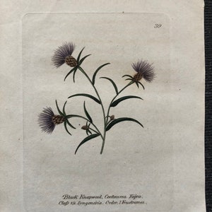 1825 Flower Etching Black Knapweed Antique Botanical Hand colored Centaurea Nigra Beautiful garden framable wall art image 4