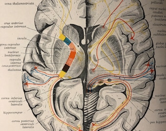 Central Nervous System Brain Cross Section - 1954 Human Anatomy