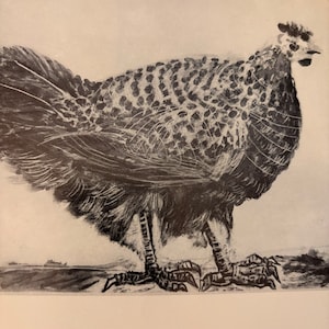 May include: A black and white line drawing of a chicken with a spotted pattern on its body. The chicken is standing on a field with its head turned to the right.