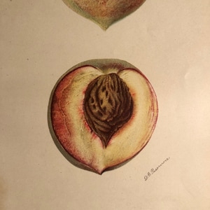 1905 Everbearing Peach Antique Print US Department of Agriculture Fruit   Lithograph vibrant color Signed in plate D G Passman Wall Art