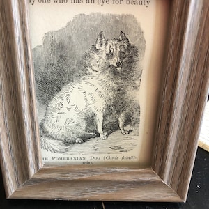 Pomerania 1888 Pequeño Canis Familiarus antiguo enmarcado Impresión original 3 por 5 pulgadas Enmarcado Listo para exhibir Gran regalo