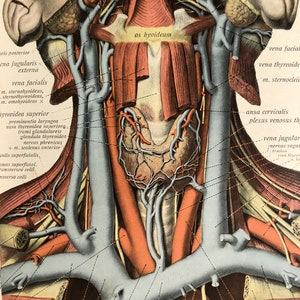 Circulatory System cross section - 1954 Human Anatomy - doctor color illustration framable print Medical textbook Wall Art