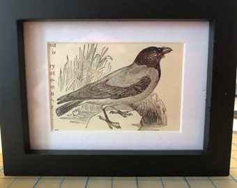 1901 Magpie | Mini Framed Vintage Original Bird print | Ready to display in your aviary | Great for groupings | Perfect gift for bird lovers