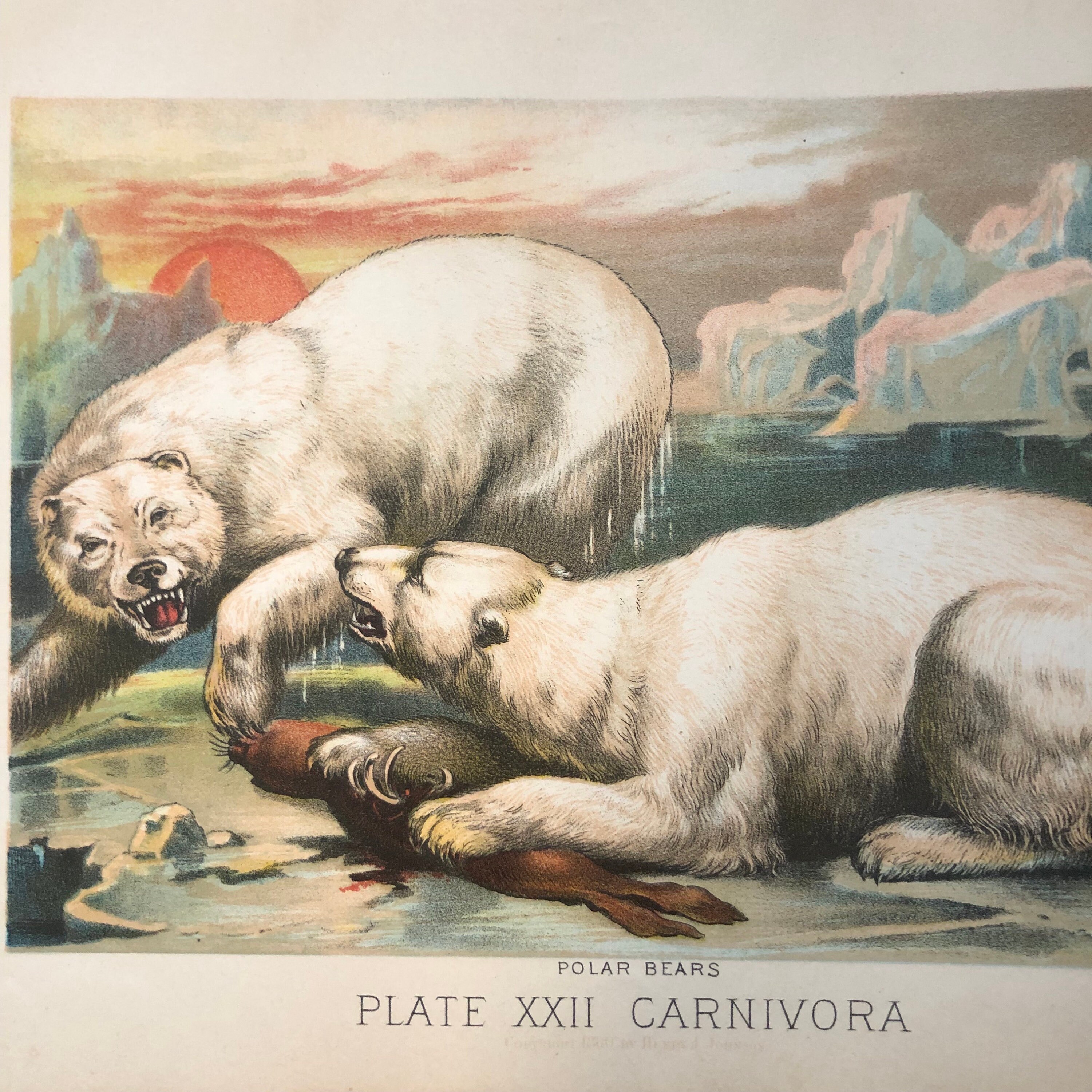 【ロシア ソ連 レア切手】1987 USSR WWF Polar Bearシート World Wildlife Fund Wwf Stock Illustrations – 7 World Wildlife