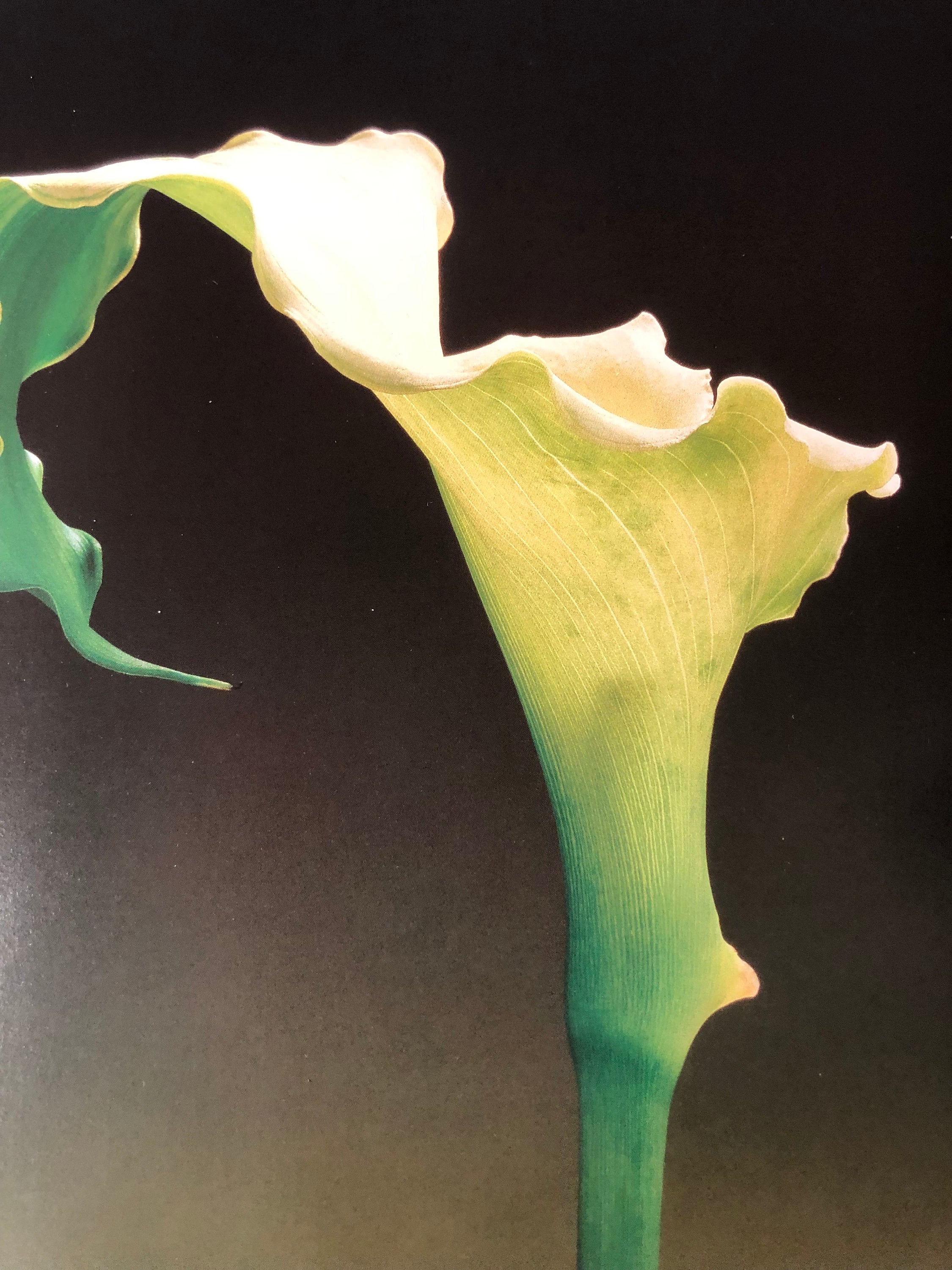 Robert mapplethorpe flowers - Etsy 日本