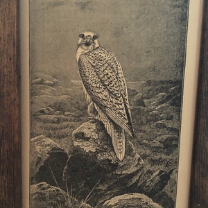 May include: A black and white illustration of a Greenland Falcon perched on a rock. The bird is facing the viewer with its wings folded. The image is framed in a wooden frame and has the text "THE GREENLAND FALCON. (127)" at the bottom.
