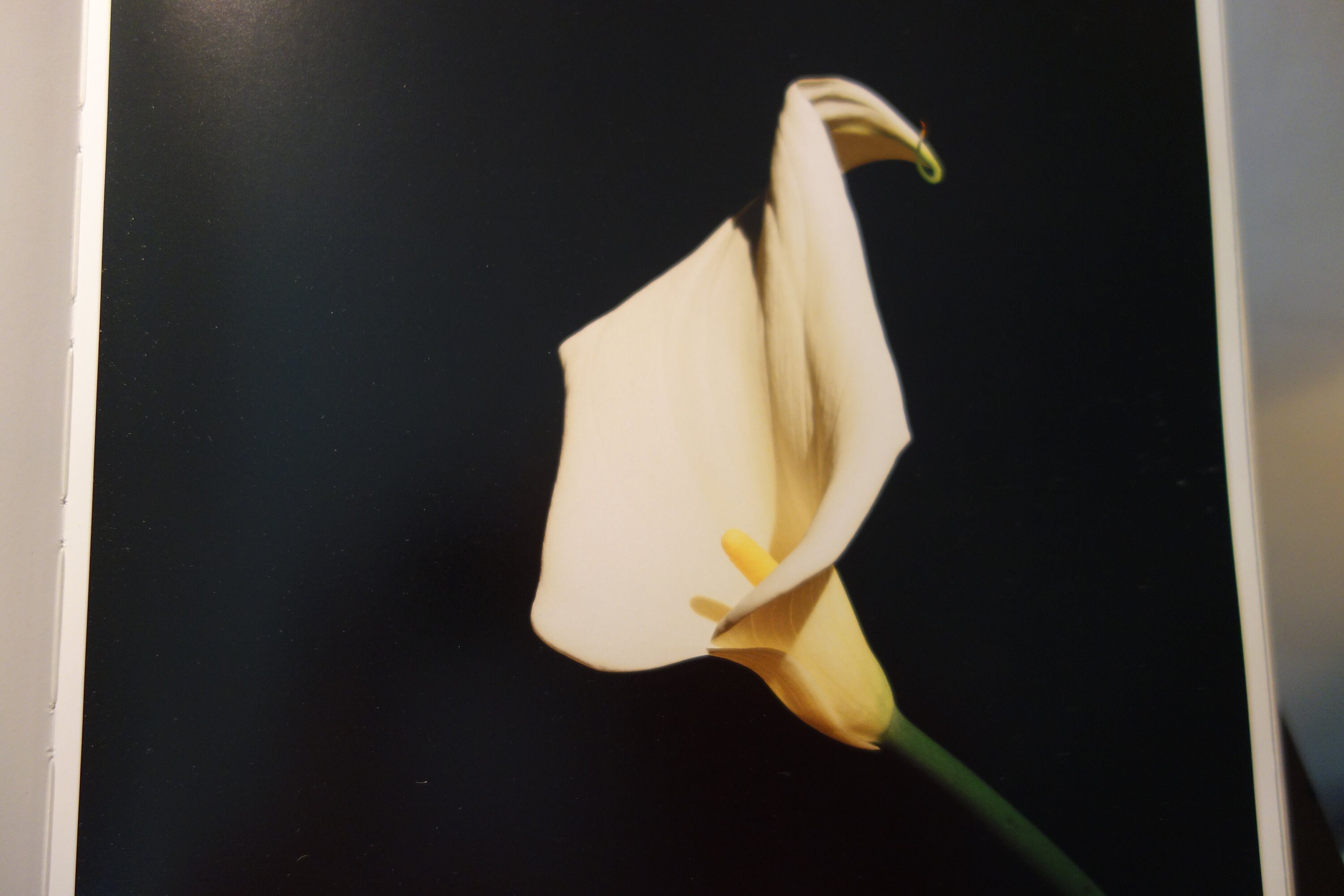すぐ届く！ SAINT Mxxxxxx ROBERT MAPPLETHORPE CALLA LILY SS T Robert Mapplethorpe | Calla Lily (1988) | Artsy