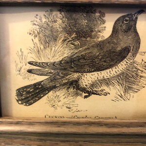 Cuckoo Mini Framed 1888 Antique Original print 4.5 by 3.5 inches Ready to display Beautiful Detailed Bird print Ready to display image 4