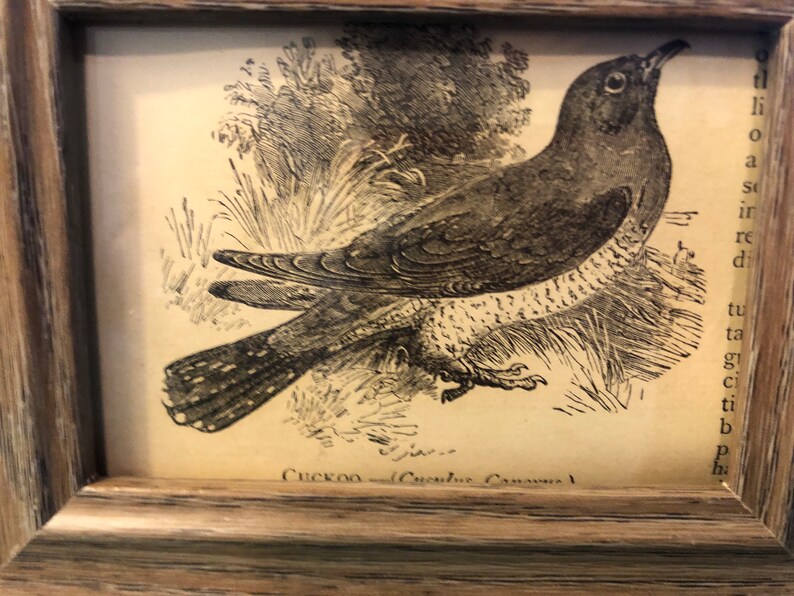 Cuckoo Mini Framed 1888 Antique Original print 4.5 by 3.5 inches Ready to display Beautiful Detailed Bird print Ready to display image 4