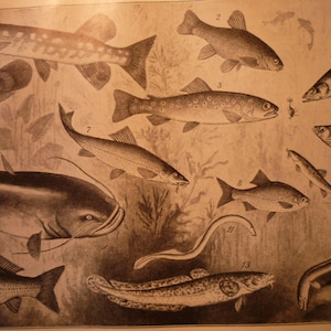 School of Fish - Freshwater - 1910 German dictionary page - Fishe Susswasserfische lithograph - fine detail - antique framable print