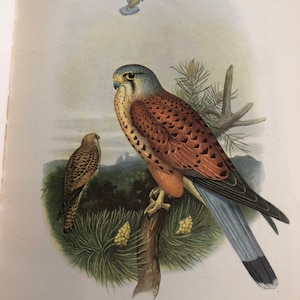 Kestrel Vintage Original Color Lithograph Bird of Prey 8.5 x 6.5 inches Falcon for Aviary Collection British Birds Joseph Wolf illus
