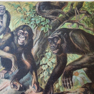 Monkeys 1897 antique color print original landscape Animal print great detail beautiful hand colored  Chimpanzee Gorilla Gibbon