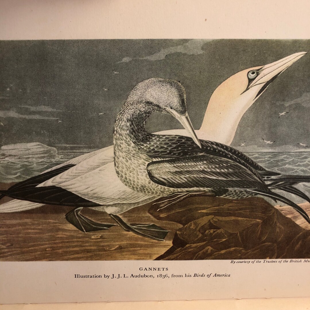 1947 Gannets Vintage Original Color Print 8.5 X 6.5 Inches for Aviary ...