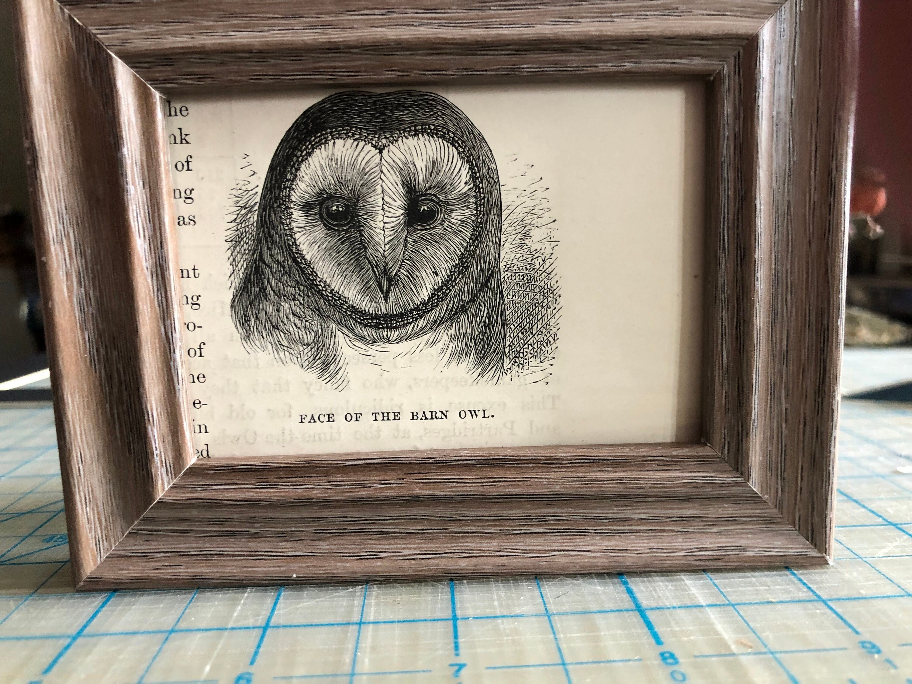 1888 Barn Owl Small Framed Antique Original Bird print 3 by 5 inches Framed Ready to display in your