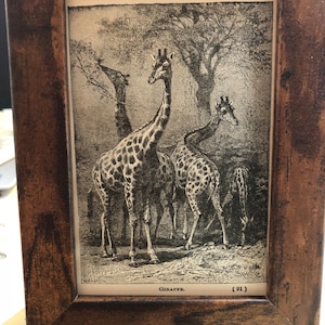 1897 Giraffe Group Framed Antique Camelopardalis Antique print | African Mammal | Framed Ready to display. Great for wall groupings