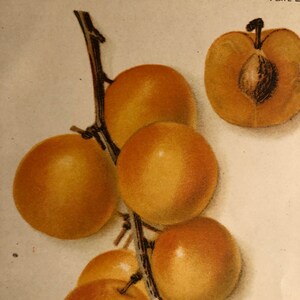 1905 Golden Plum US Department of Agriculture Fruit Print Published Antique Lithograph vibrant color Sign in plate D G Passman Wall Art