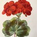 1883 Scarlet Geranium Antique Hand Colored Flower Print Original ...