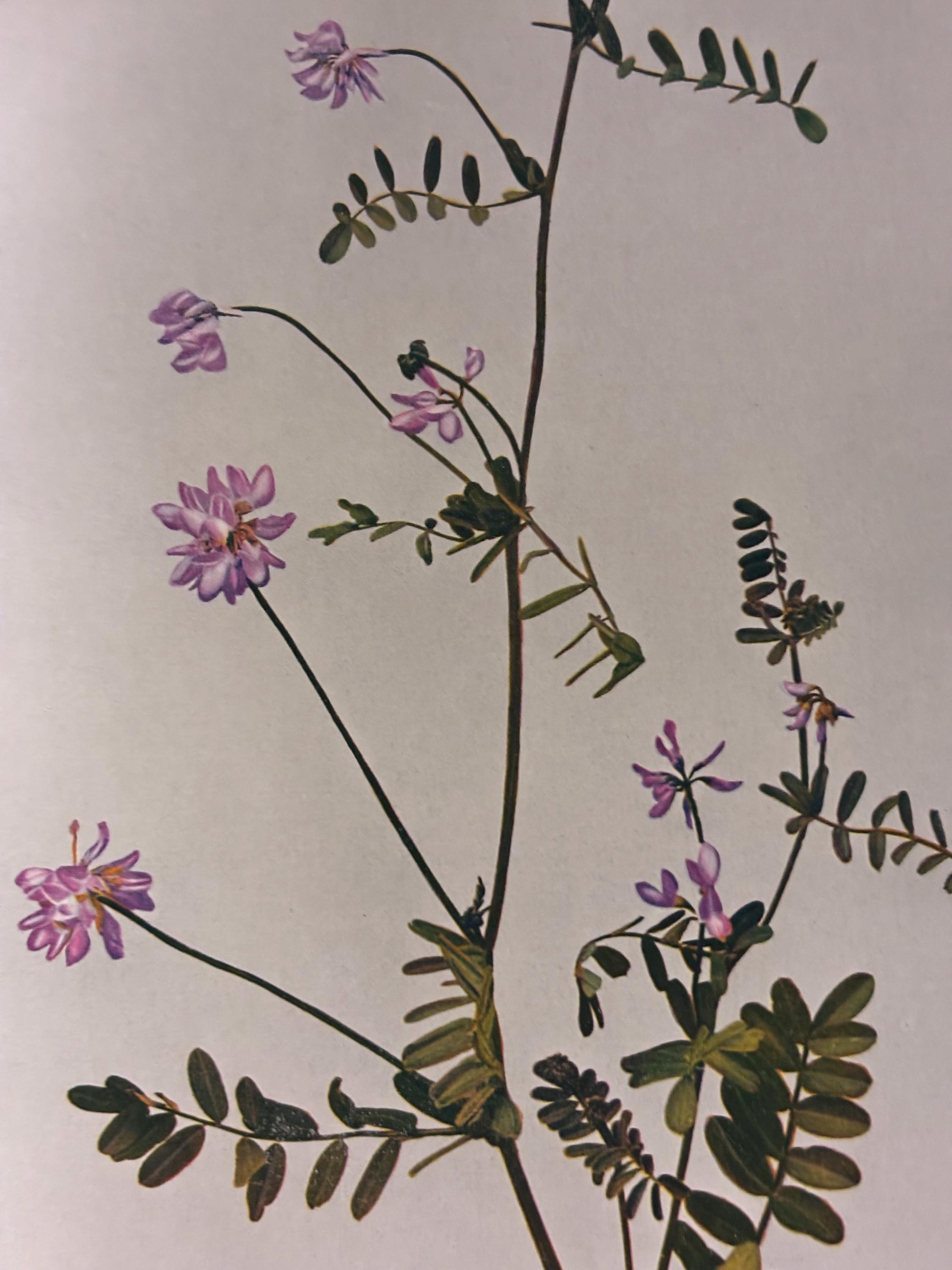 アメリカアックスシードまたはアックスワートの植物画 | 1935年発行