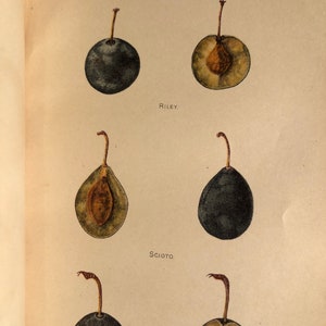 1905 Damson Plum US Department of Agriculture Fruit Print Published Antique Lithograph vibrant color Sign in plate B Heiges Wall Art
