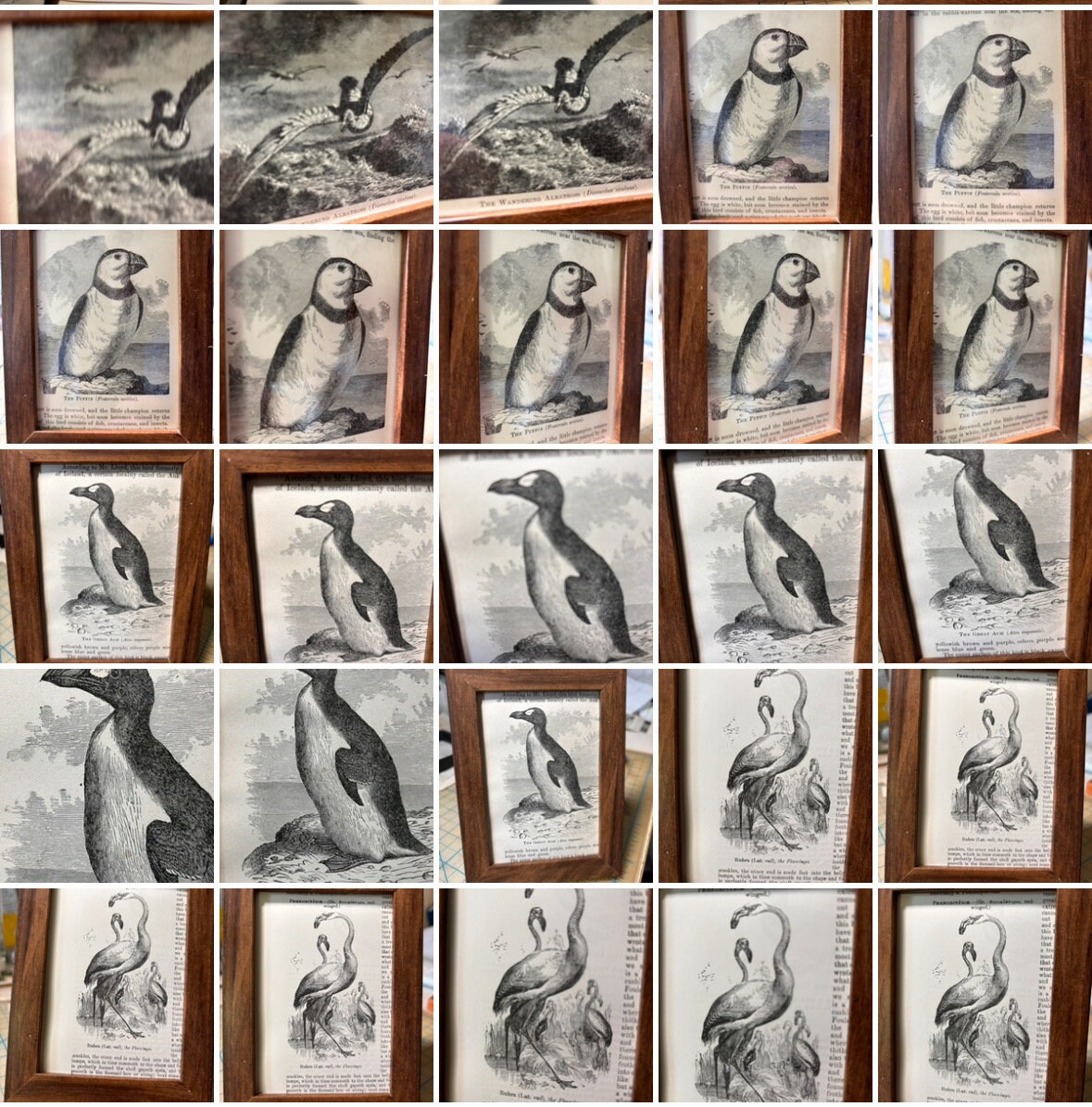 Extinct! Great Auk Framed Antique Original Mini Bird Print 4