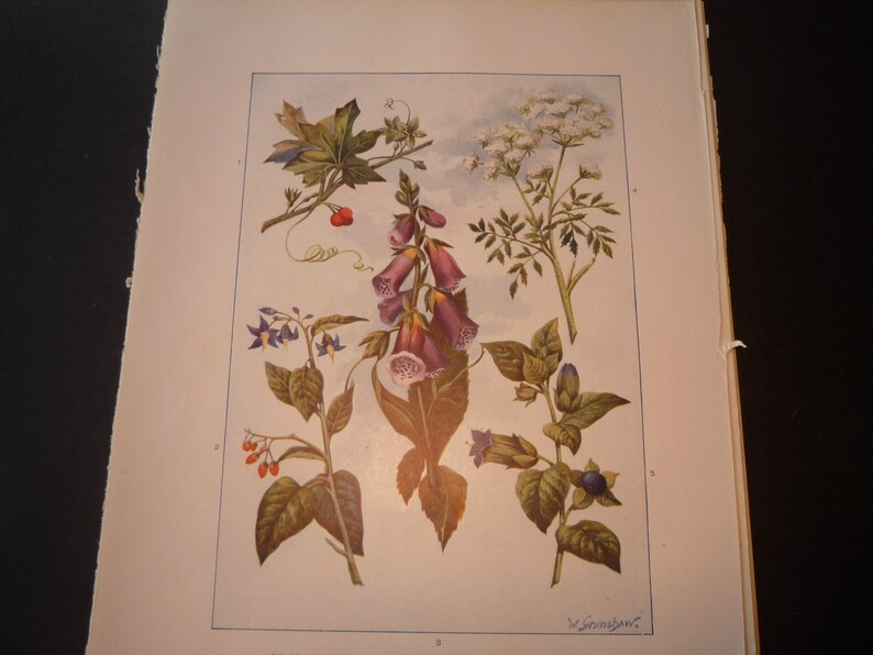 Puede incluir: Una ilustraci&oacute;n bot&aacute;nica vintage que presenta una variedad de flores y plantas. La ilustraci&oacute;n incluye una dedalera p&uacute;rpura, encaje de reina Ana blanco, bayas rojas y flores azules. La ilustraci&oacute;n est&aacute; firmada "W. Sowerby" en la esquina inferior derecha.