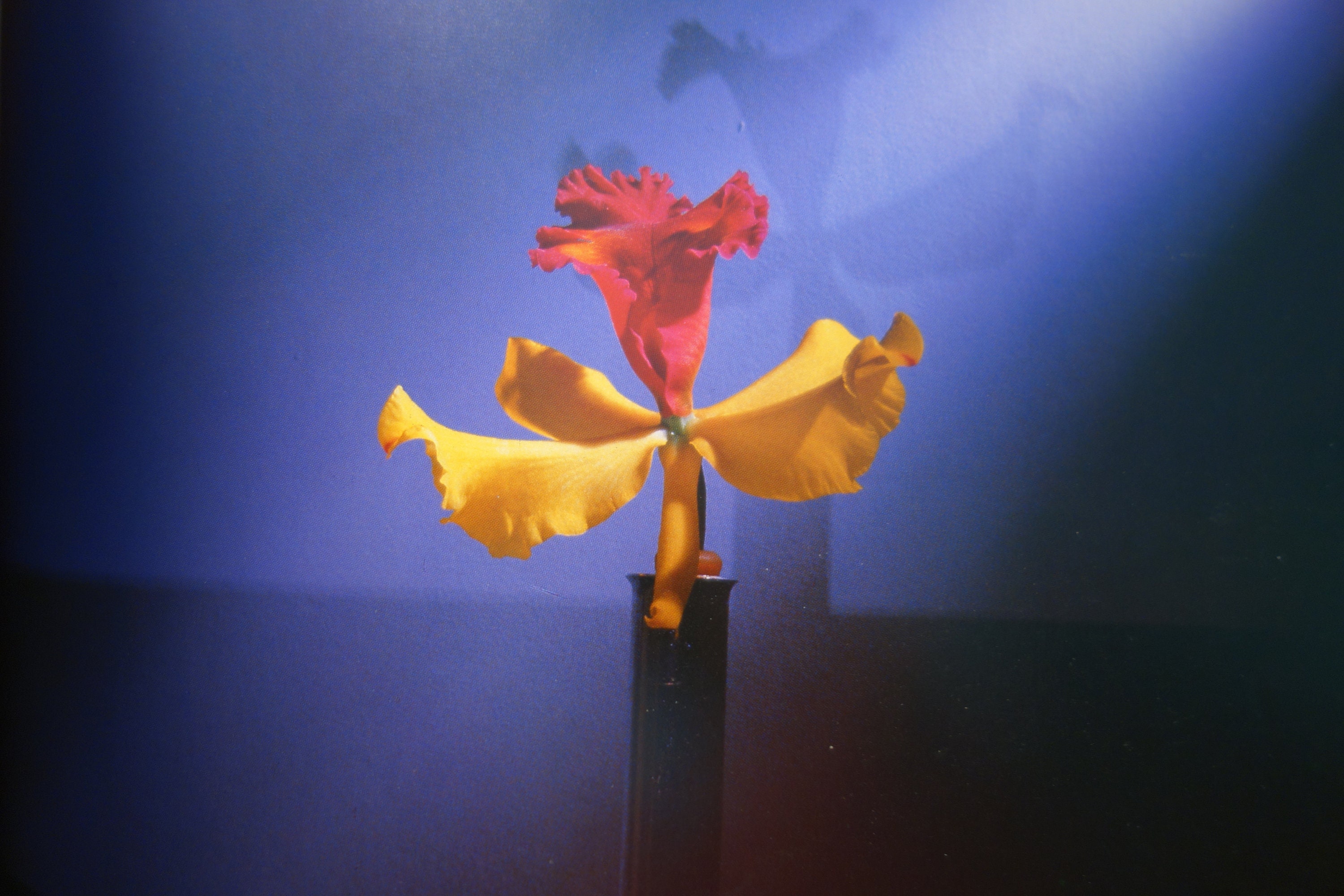 Robert mapplethorpe flowers - Etsy 日本