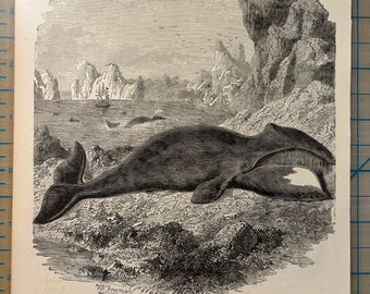 Greenland Whale 1870 original antique etching signed in plate great detail of this swimming mammal