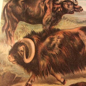 Buffalo 1897 antique color print original Animal print detailed Musk ox, Cape Buffalo, Yak. Ungalata , hooved animals