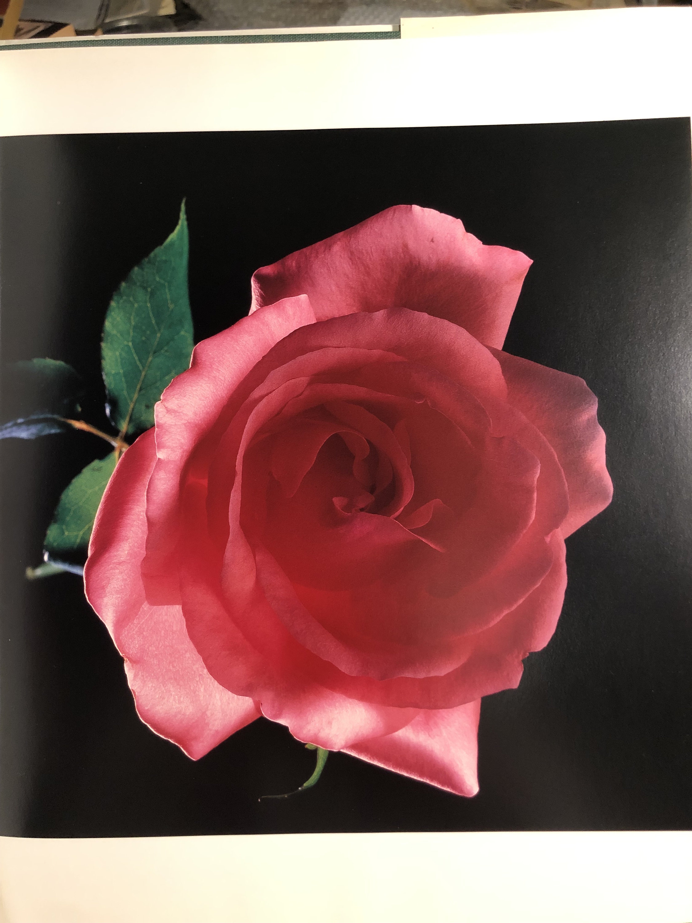 Robert mapplethorpe flowers - Etsy 日本