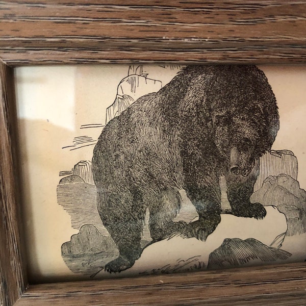 1888 Grizzly Bear Small Framed Antique Original print 4 by 6 inches | Display on your art wall | Great for groupings | Ursus Ferox