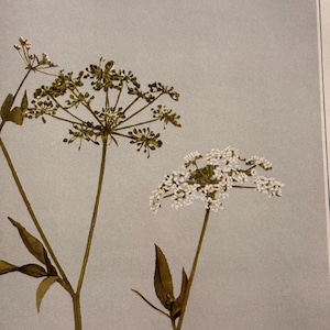 Hemlock Water Parsnip | Vintage Botanical Print | 1935 Published Lithograph | Sium cicutaefolium | White Blossoms | Framable Wall Art