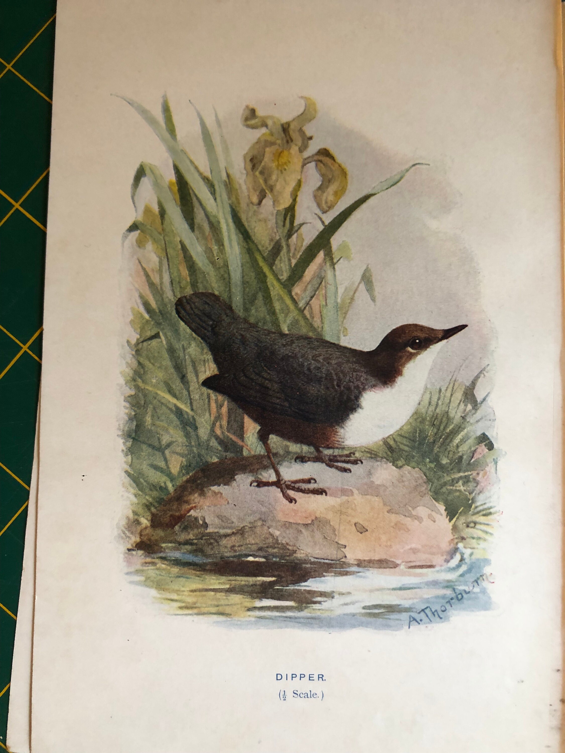 1901 Dipper Antique Original Color Print 7.5 X 5 Inches for