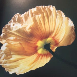 Mapplethorpe Poppy gelbe Blume auf schwarzem Untergrund Y Portfolio gerahmte Kunst Geschenk Valentinstag Geschenk für Sammler