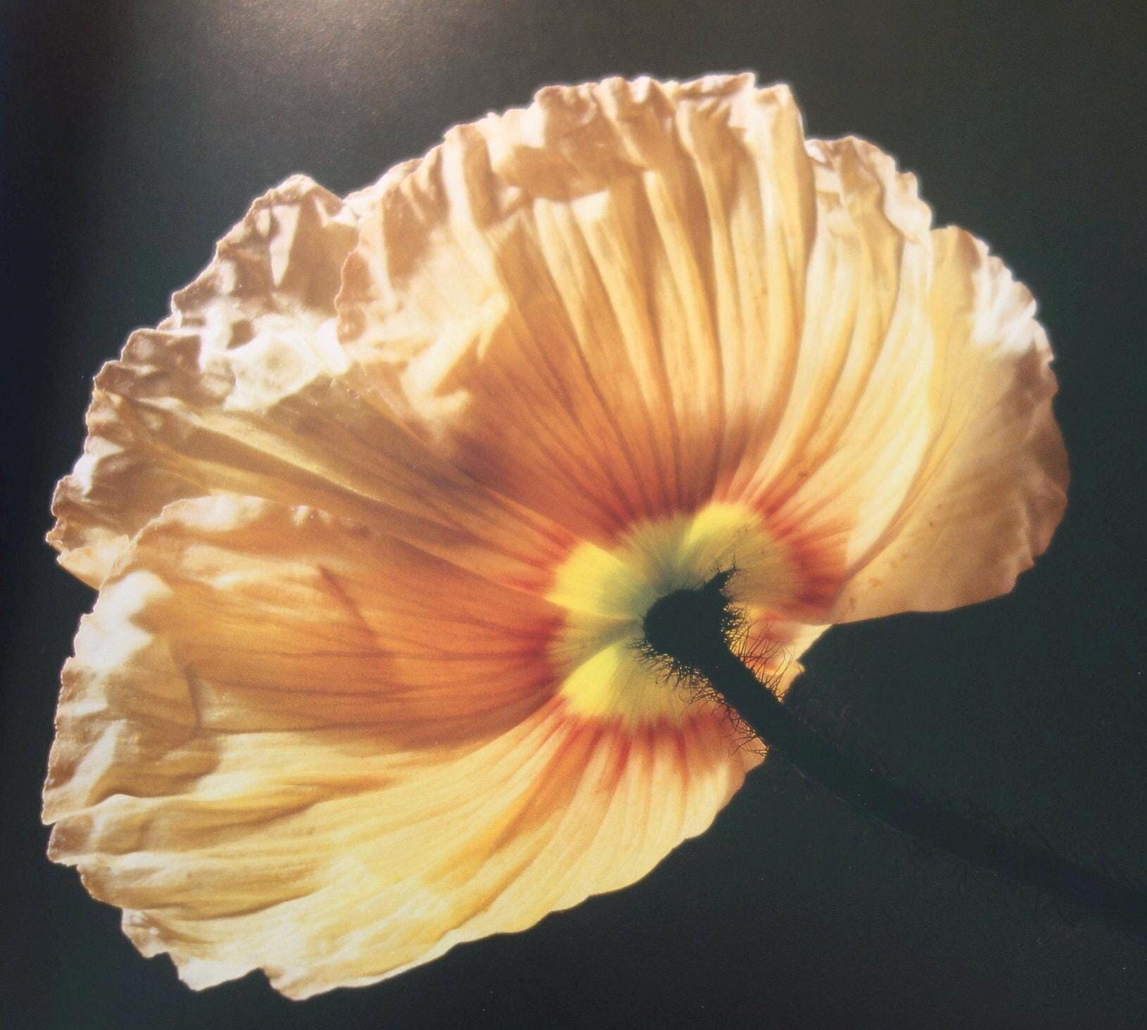 Robert mapplethorpe flowers - Etsy 日本