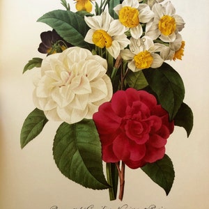 Bouquet of Camellia Narcissus Pansy Redoute Flower Botanical Print Lithograph floral 13 by 10.5 Print framable Wall Art
