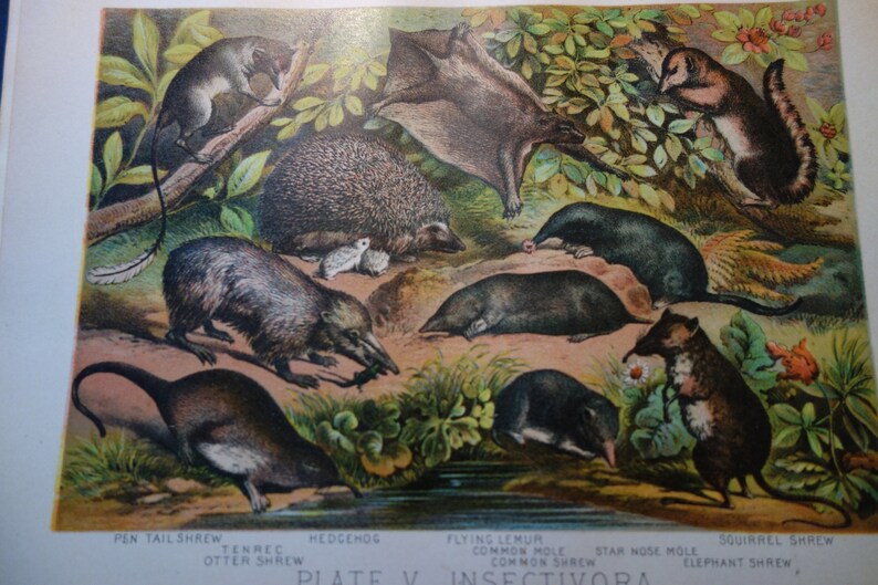 Hedgehog and Friends 1897 antique color print original Animal print great detail beautiful hand colored Insectivora Shrew Mole Lemur outside image 1