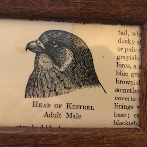 Tiny ! Head of Kestrel | Framed 1870 Antique Original print | 4 by 3 inches Frame Ready to display. Bird print